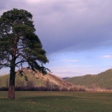 Kako razmnožavati bor